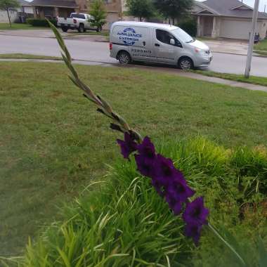 Gladioli