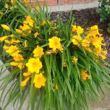 Daylily 'Aten'