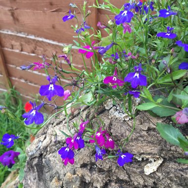 Lobelia erinus