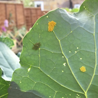 Brassica oleracea (Italica Group)