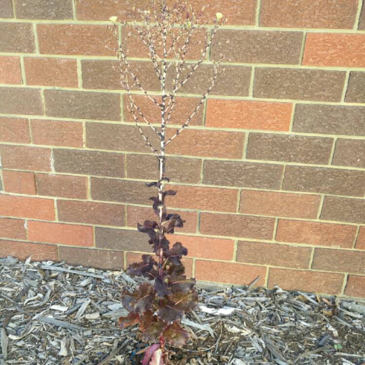 Plant image Lactuca sativa 'Bijou'