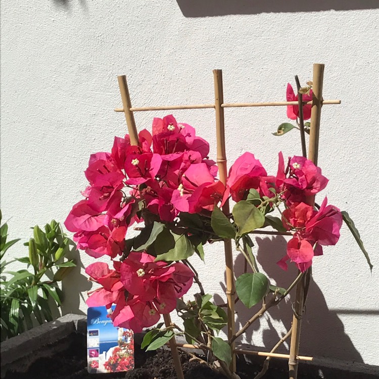 Bougainvillea, Bougainvillea - uploaded by @ankur1406