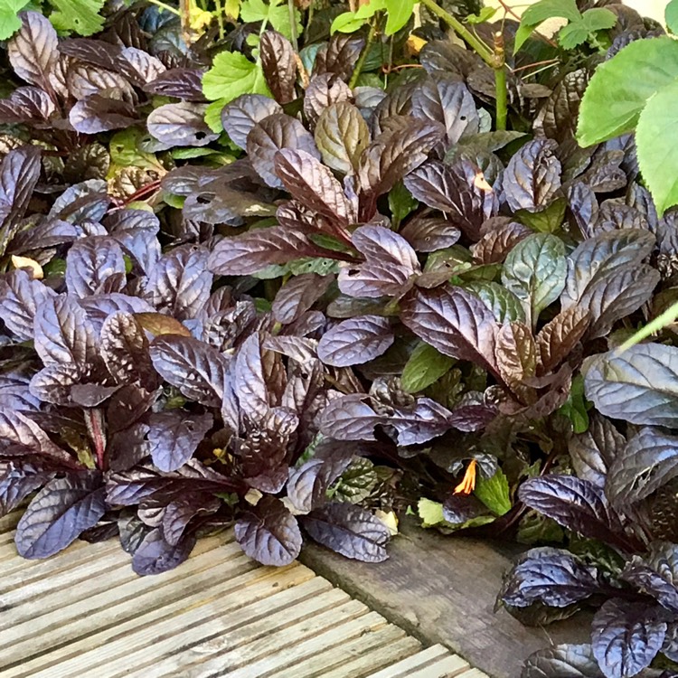 Plant image Ajuga reptans 'Binblasca' syn. Ajuga reptans 'Black Scallop'