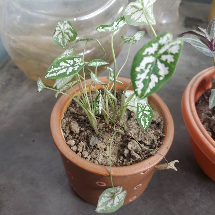 Plant image Caladium humboldtii 'Mini White'