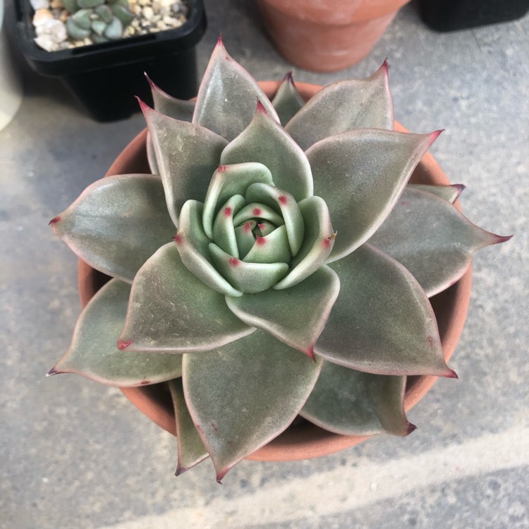 Plant image Echeveria Agavoides Jade Star