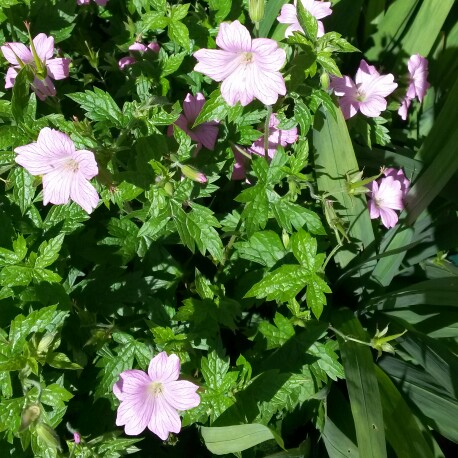 Plant image Geranium 'Khan'