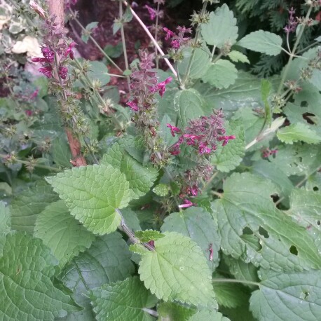 Plant image Stachys sylvatica