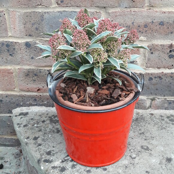 Plant image Skimmia japonica 'Mystic Marlot'