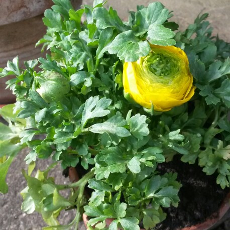 Plant image Ranunculus acris 'Flore Pleno'