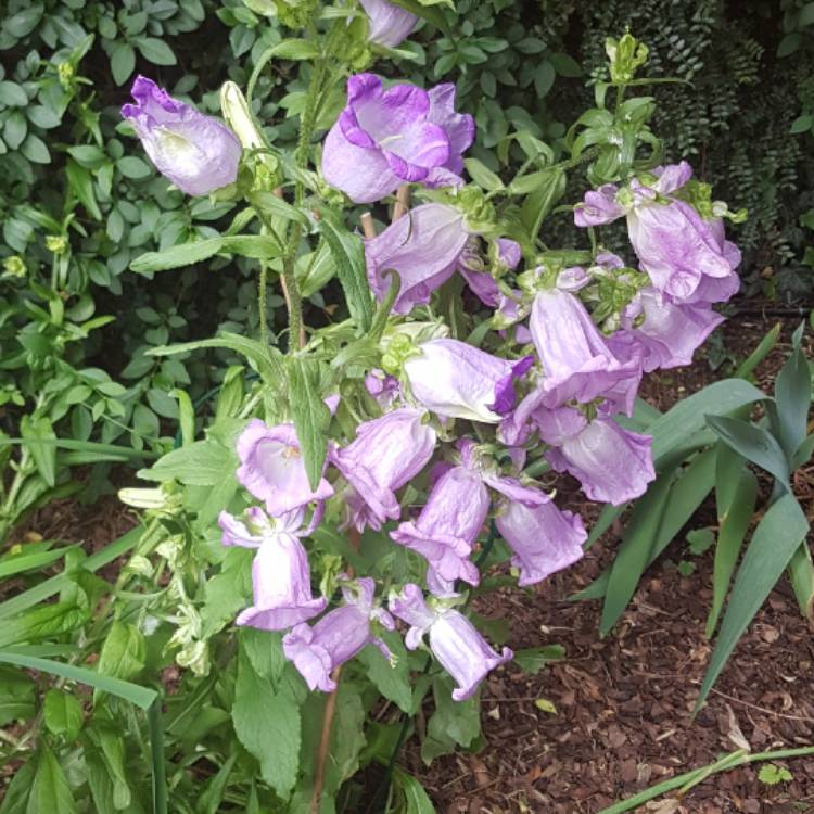 Plant image Campanula medium