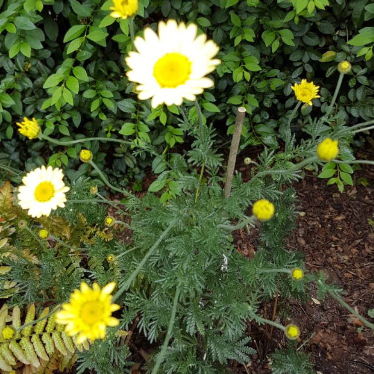 Plant image Argyranthemum frutescens