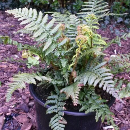 Plant image Dryopteris Affinis