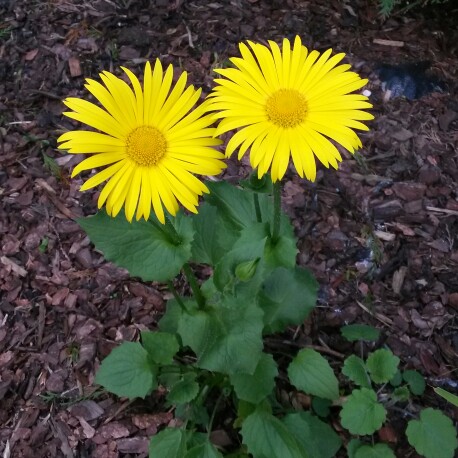 Plant image Doronicum x excelsum  'Harpur Crewe'  syn. Doronicum plantagineum 'Excelsum'