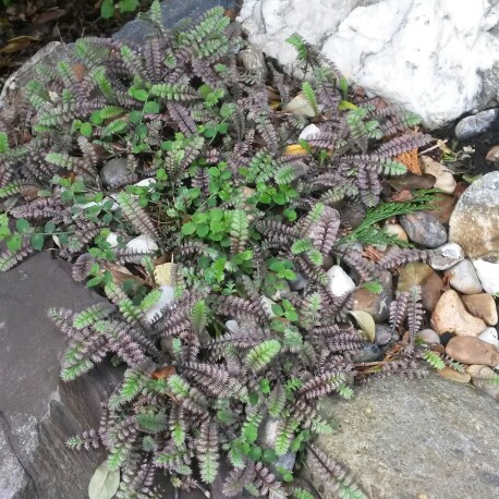 Plant image Leptinella squalida 'Platt's Black' syn. Cotula 'Platt's Black'