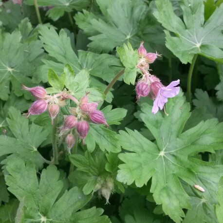 Plant image Geranium macrorrhizum 'Bevan's Variety'