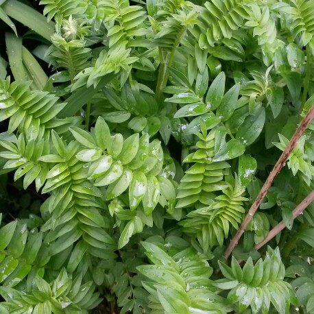 Plant image Polemonium caeruleum 'Bambino Blue'