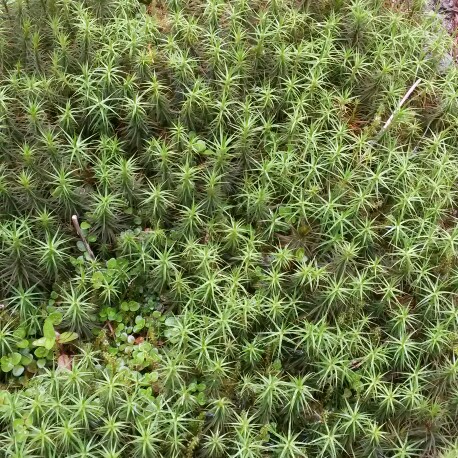 Plant image Polytrichum commune