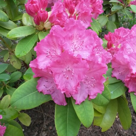 Plant image Rhododendron 'Lilofee'