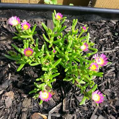 Hardy Ice Plant 'Table Mountain'