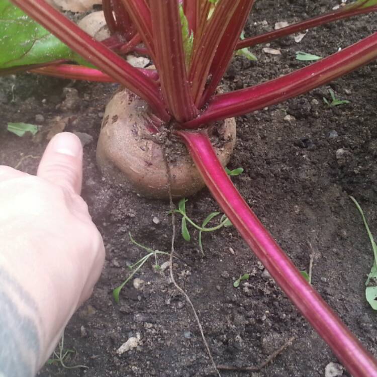 Plant image Beta Vulgaris 'Detroit Dark Red Beet'