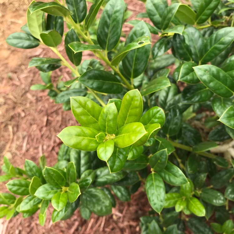 Plant image Ilex aquifolium 'J.C. van Tol'