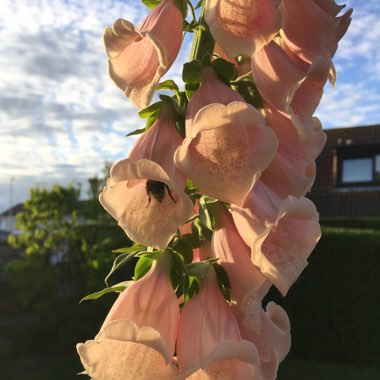 Foxglove