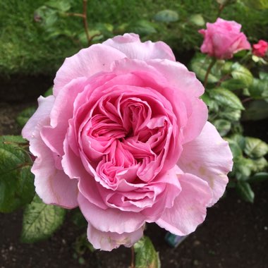 Rose 'The Ancient Mariner'