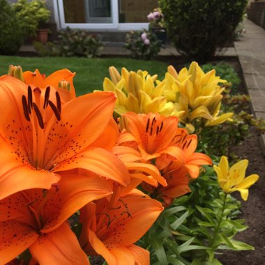 Lily (Species) Orange Lily