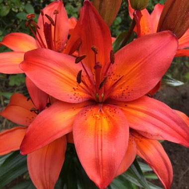 Lily 'Festive Joy' (Asiatic)