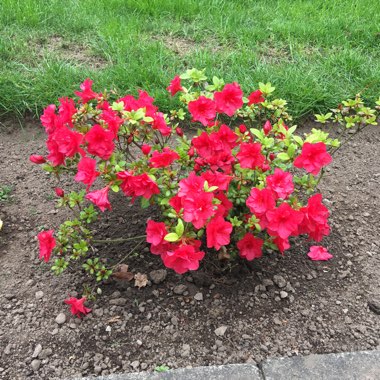 Rhododendron  (Azalea Varieties)