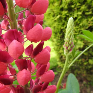 Lupin 'My Castle'