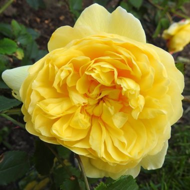 Rose 'The Poet's Wife' (Shrub)