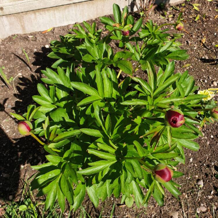 Paeonia officinalis 'Rubra Plena', Peony 'Rubra Plena' (Herbaceous ...