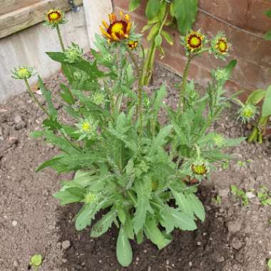 Gaillardia