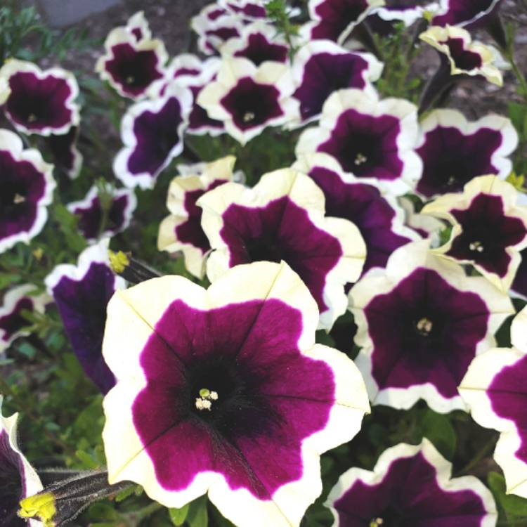 Plant image Petunia 'Cascadias Rim Magenta' (Cascadias Series) syn. Petunia 'Rim Magenta'