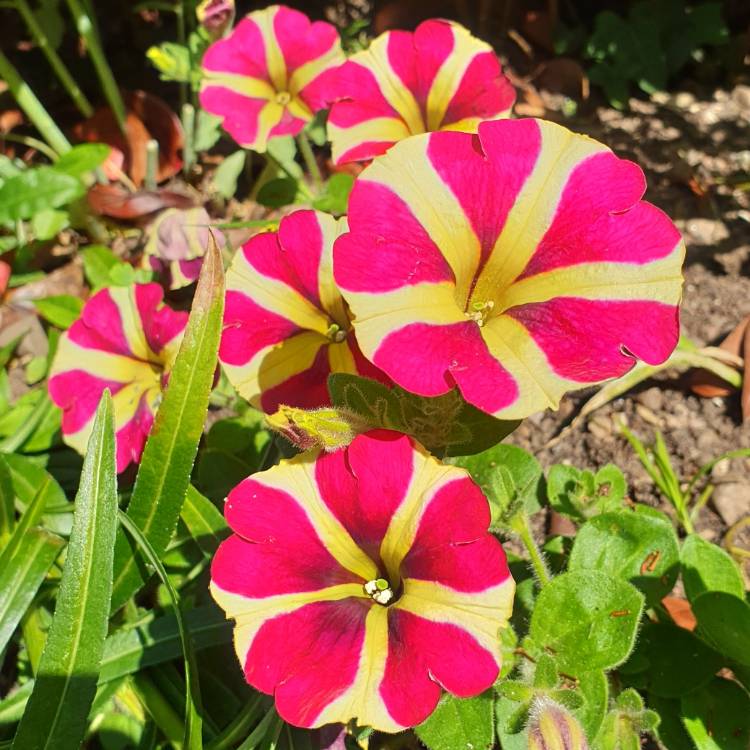 Plant image Petunia Queen Of Hearts