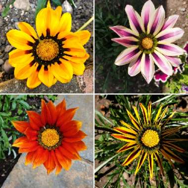 Gazania