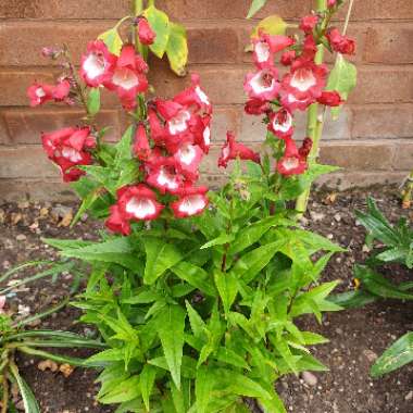 Penstemon