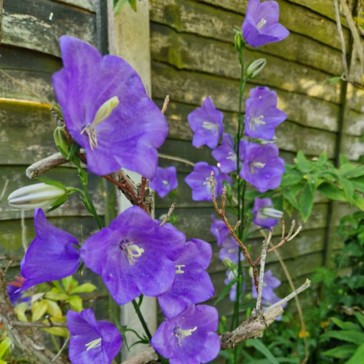 Plant image Campanula persicifolia 'Telham Beauty'