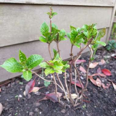 Hydrangea macrophylla 'Glam Rock'