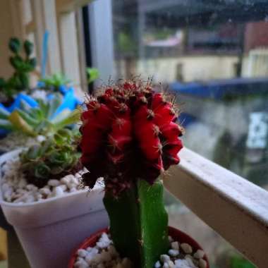 Moon Cactus (Graft)