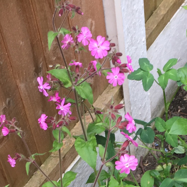 Plant image Silene dioica 'Clifford Moor'