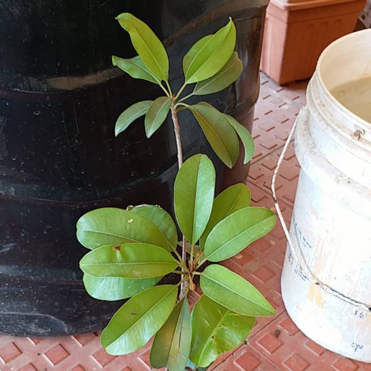 Plant image Manilkara zapota