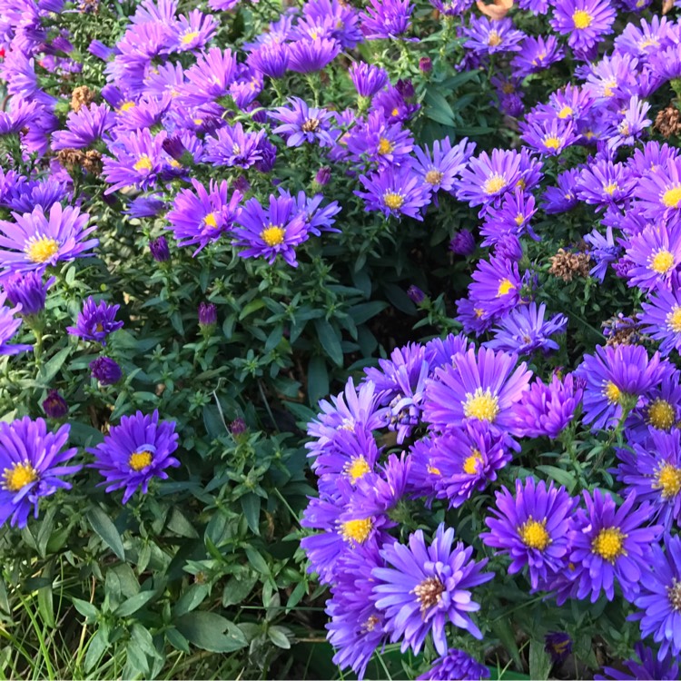 Plant image Aster lateriflorus 'Lady In Blue'