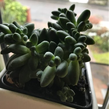 Pachyphytum