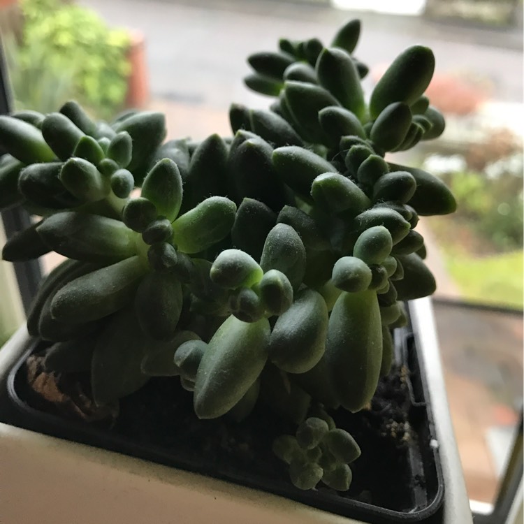 Plant image Pachyphytum