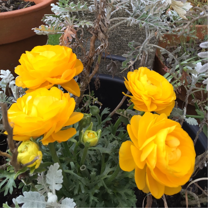 Double Meadow Buttercup 'Flore Pleno'