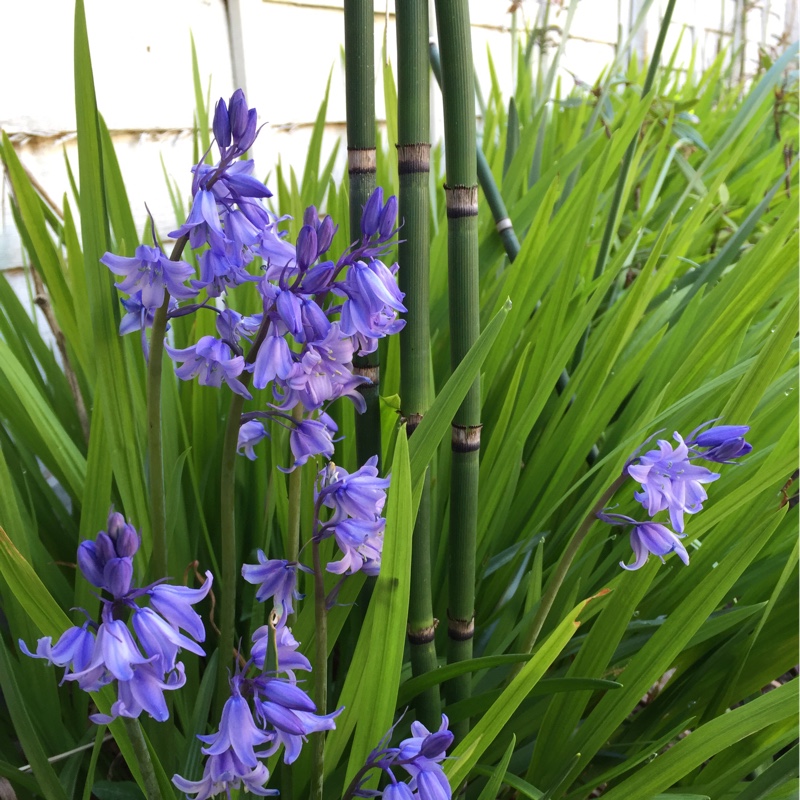 English Bluebell