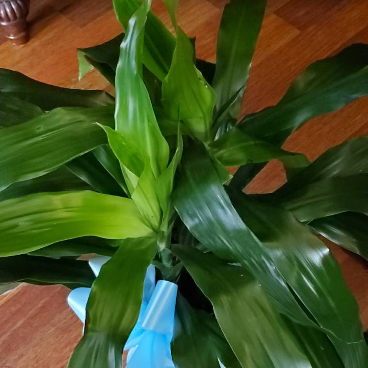 Plant image Dracaena Fragrans