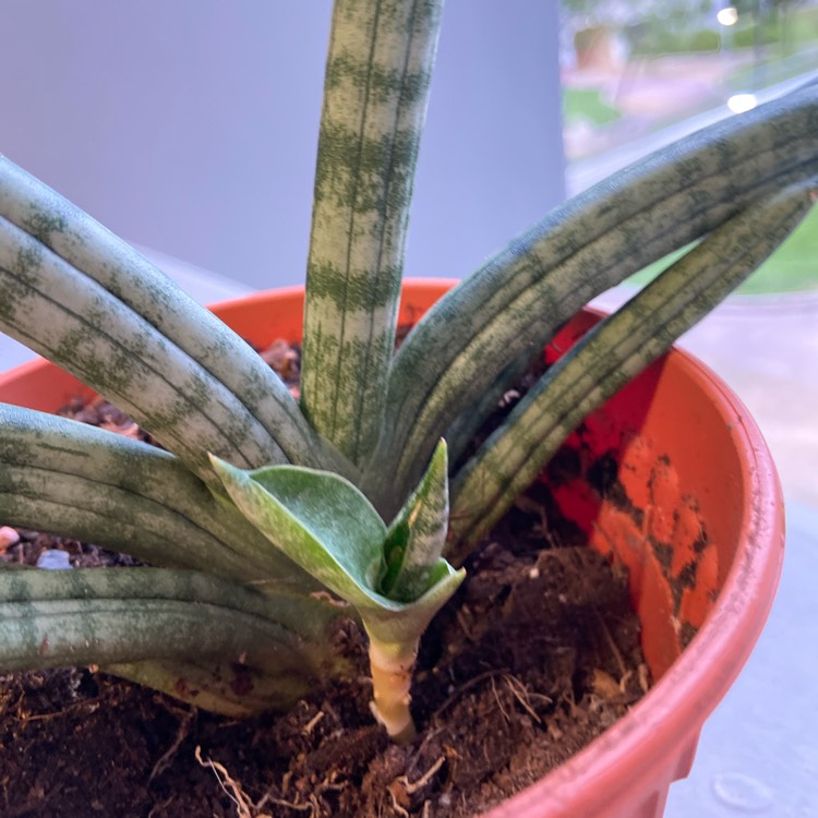 Plant image Sansevieria bacularis Cylindrica